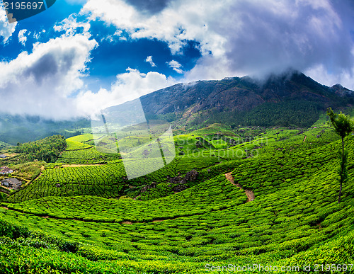 Image of Tea plantations in India