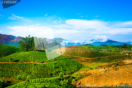 Image of Tea plantations in India