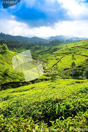 Image of Tea plantations in India