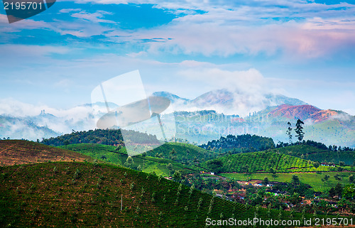 Image of Tea plantations in India