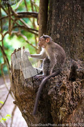 Image of monkey - Macacus mulatta