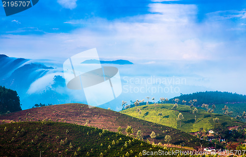 Image of Tea plantations in India