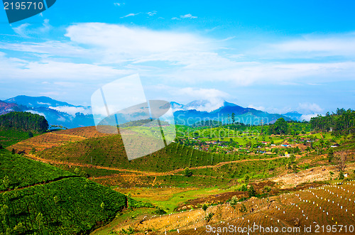 Image of Tea plantations in India