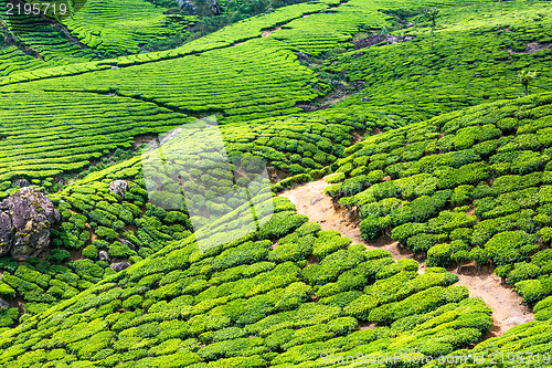 Image of Tea plantations in India