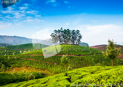 Image of Tea plantations in India
