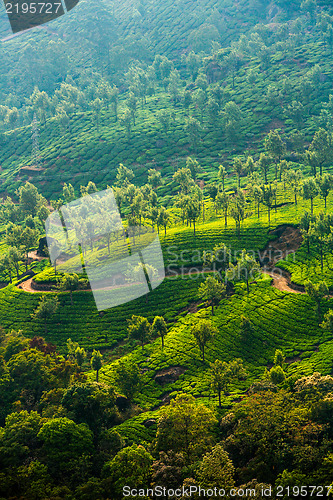 Image of Tea plantations in India