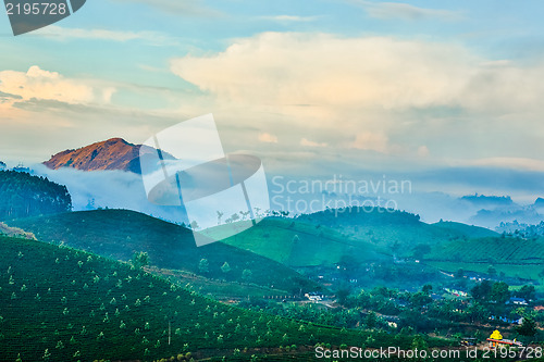 Image of Tea plantations in India