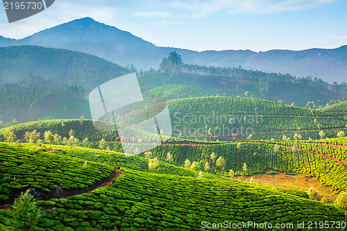 Image of Tea plantations in India