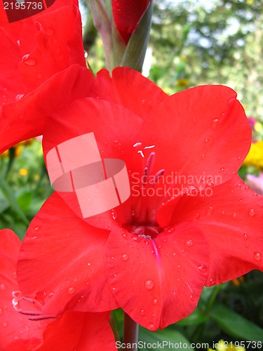 Image of beautiful flower of gladiolus