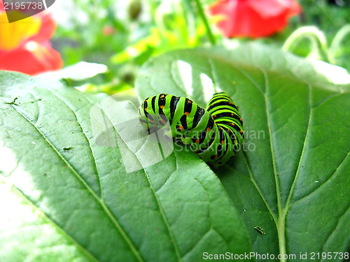 Image of Caterpillar of the butterfly  machaon on the leaf