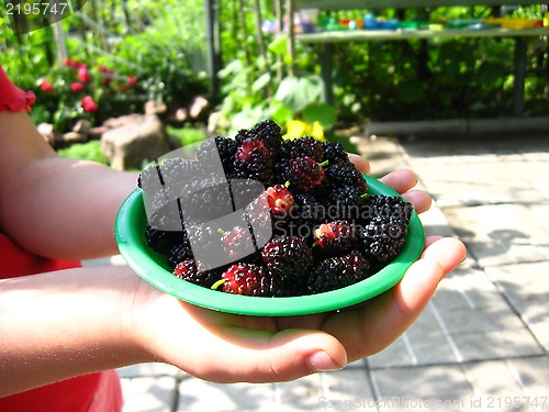 Image of ripe berries of a mulberry on a plate