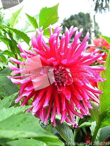 Image of beautiful flower of Dahlia
