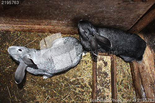 Image of two grey rabbits in cell