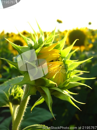 Image of eautiful green sunflower in the field