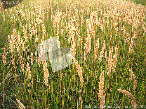 Image of Thrickets of high green grass