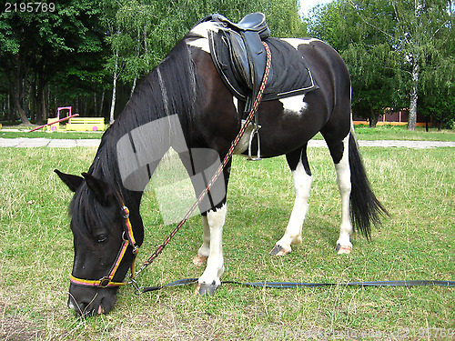 Image of black and white pony with a saddle