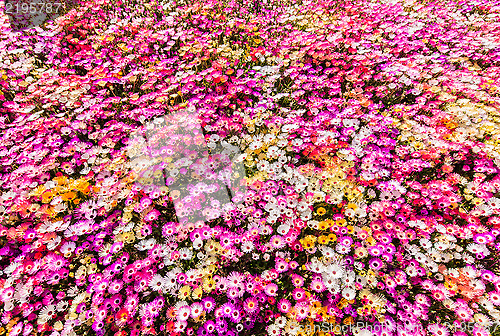 Image of Flower bed of sunlit livingstone daisies