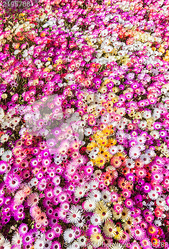 Image of Flower bed of sunlit livingstone daisies