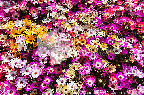 Image of Flower bed of sunlit livingstone daisies