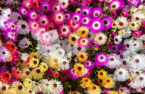 Image of Flower bed of sunlit livingstone daisies