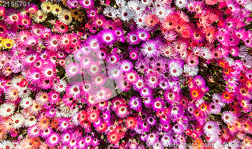 Image of Flower bed of sunlit livingstone daisies