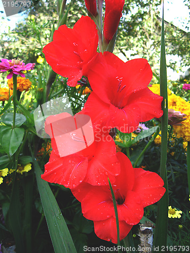 Image of beautiful flower of gladiolus