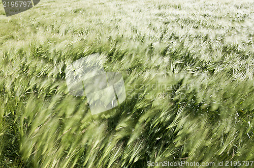 Image of wheat field in the wind