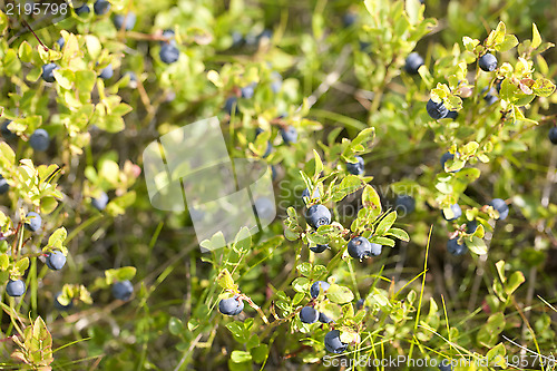 Image of Wild blueberries