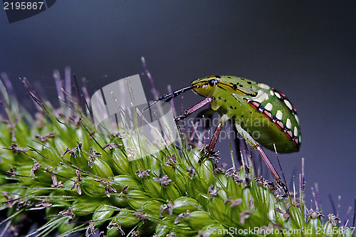 Image of  fly   Heteroptera pentatomidae palomena