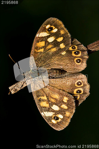 Image of on a brown branch in the bush