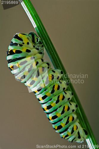 Image of wild caterpillar    on a green fennel 