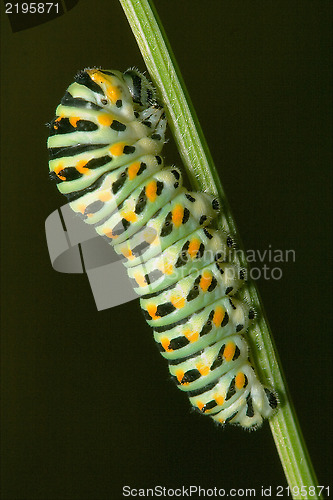 Image of wild caterpillar of