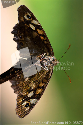 Image of of wild brown
