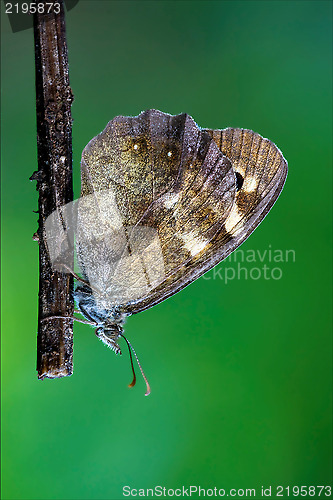 Image of  resting in a