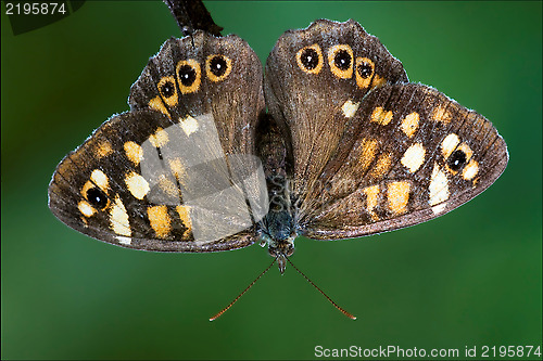 Image of orange butterfly  on 