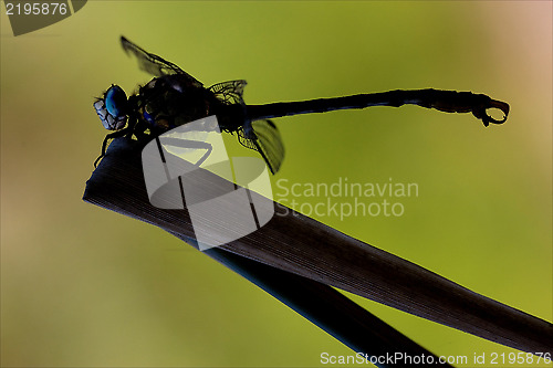 Image of side    wild  yellow black dragonfly anax