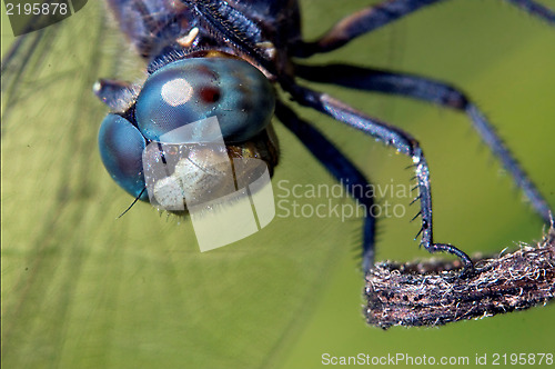 Image of head of wild blue dragonfly