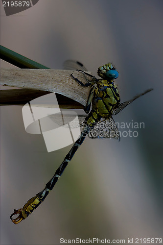 Image of wild black yellow