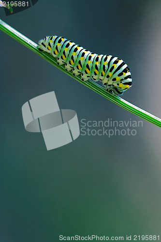 Image of of a Papilio
