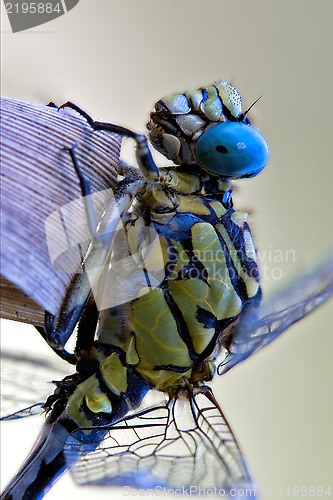 Image of  dragonfly anax imperator 