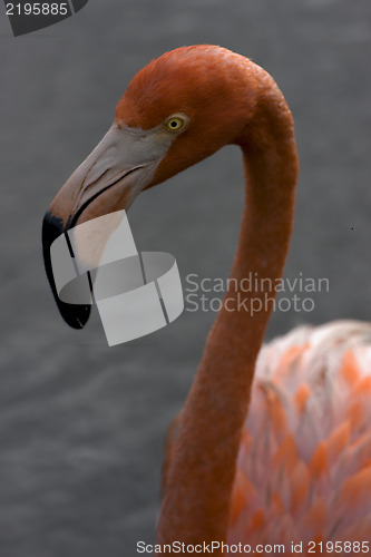 Image of  yellow eye in republica dominicana gray 