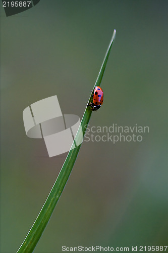 Image of  ocellata coleoptera on a grass 