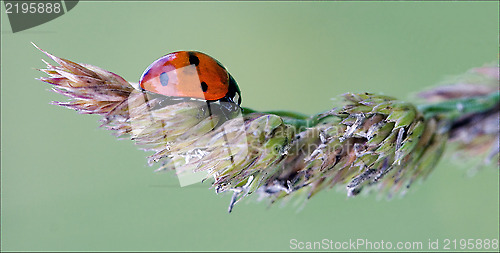 Image of red ladybug coccinellidae anatis ocellata