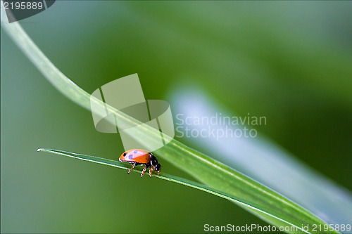 Image of the side of red ladybug c