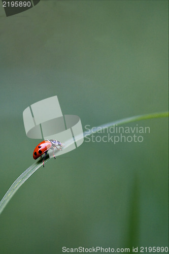 Image of the side of  wild red ladybug coccinellidae 