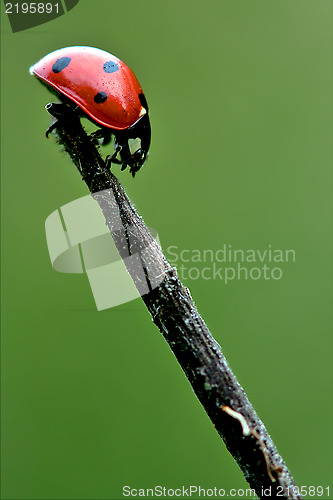 Image of  side of  wild red ladybug