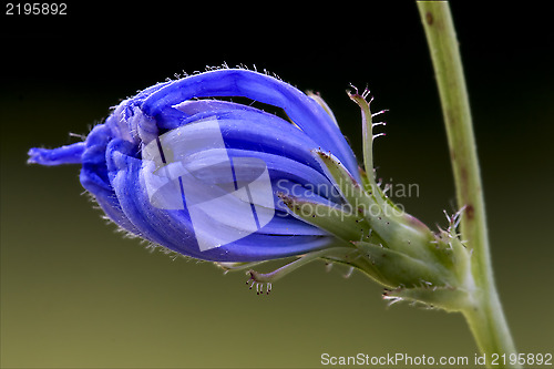 Image of blue composite  cichorium   pumilium