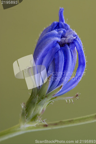 Image of flower close up of a blue composite  