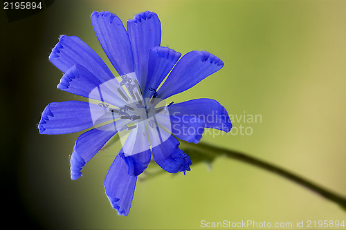 Image of flower close up of a blue composite