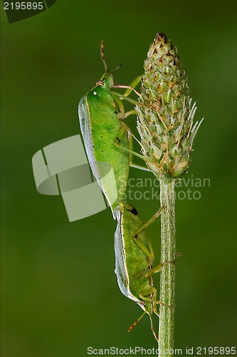 Image of Heteroptera pentatomidae and reproduction